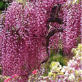 Bright Pink Chinese Wisteria Seeds - Perennial Climbing Flower Seeds Wisteria sinensis - Rare USA