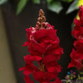 Sonnet Crimson Snapdragon Seeds - 1000+ Pack, Antirrhinum majus, Garden Flower, Full Sun, Easy to Grow, USA Grown