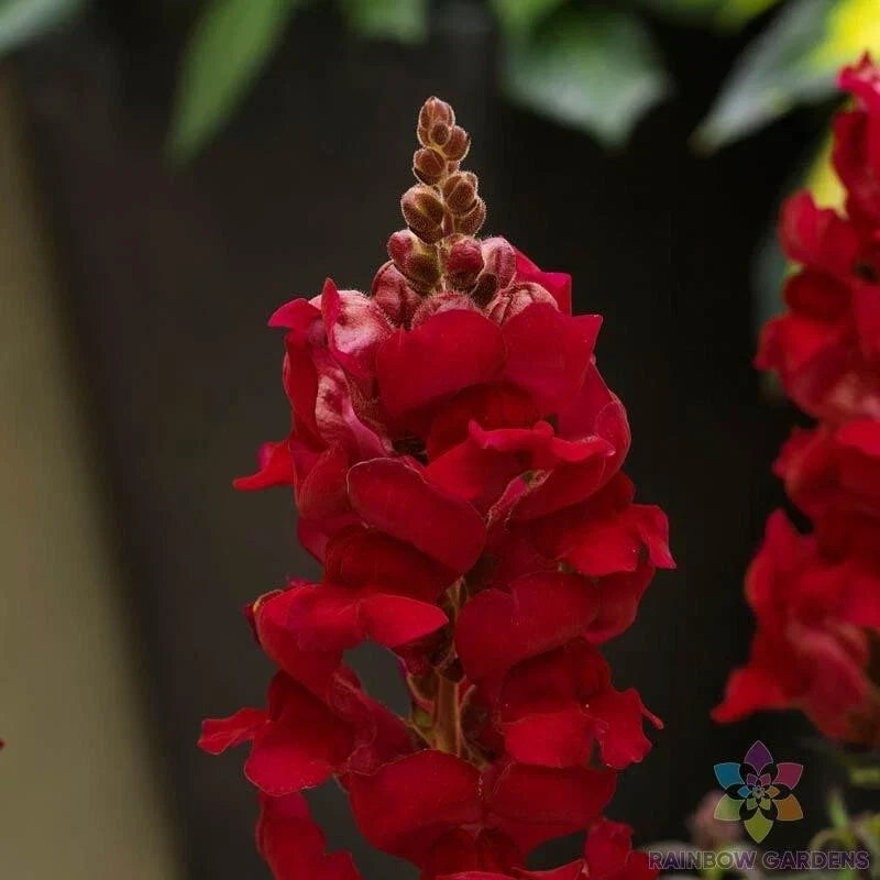 Sonnet Crimson Snapdragon Seeds - 1000+ Pack, Antirrhinum majus, Garden Flower, Full Sun, Easy to Grow, USA Grown