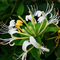 Honeysuckle Starter Plants - 2 Small Lonicera spp. Garden Climbing Vines for Privacy & Pollinators