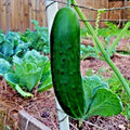 Organic Beit Alpha Cucumber Seeds - 41+ Pack for Greenhouse, Patio & Container Gardening - Cucumis sativus