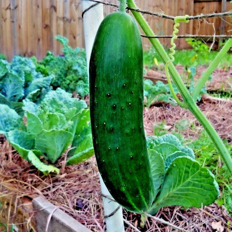 Organic Beit Alpha Cucumber Seeds - 41+ Pack for Greenhouse, Patio & Container Gardening - Cucumis sativus