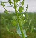 Organic Field Pennycress Seeds - Thlaspi arvense - Ground Cover, Erosion Control, Pollinator-Friendly, 50+ Seeds
