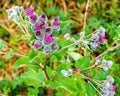 Greater Burdock Root Seeds - 50 Pack, Organic Herb Seeds, Arctium lappa, Perennial Garden Plant for Herbal Remedies and Pollinator Attracting