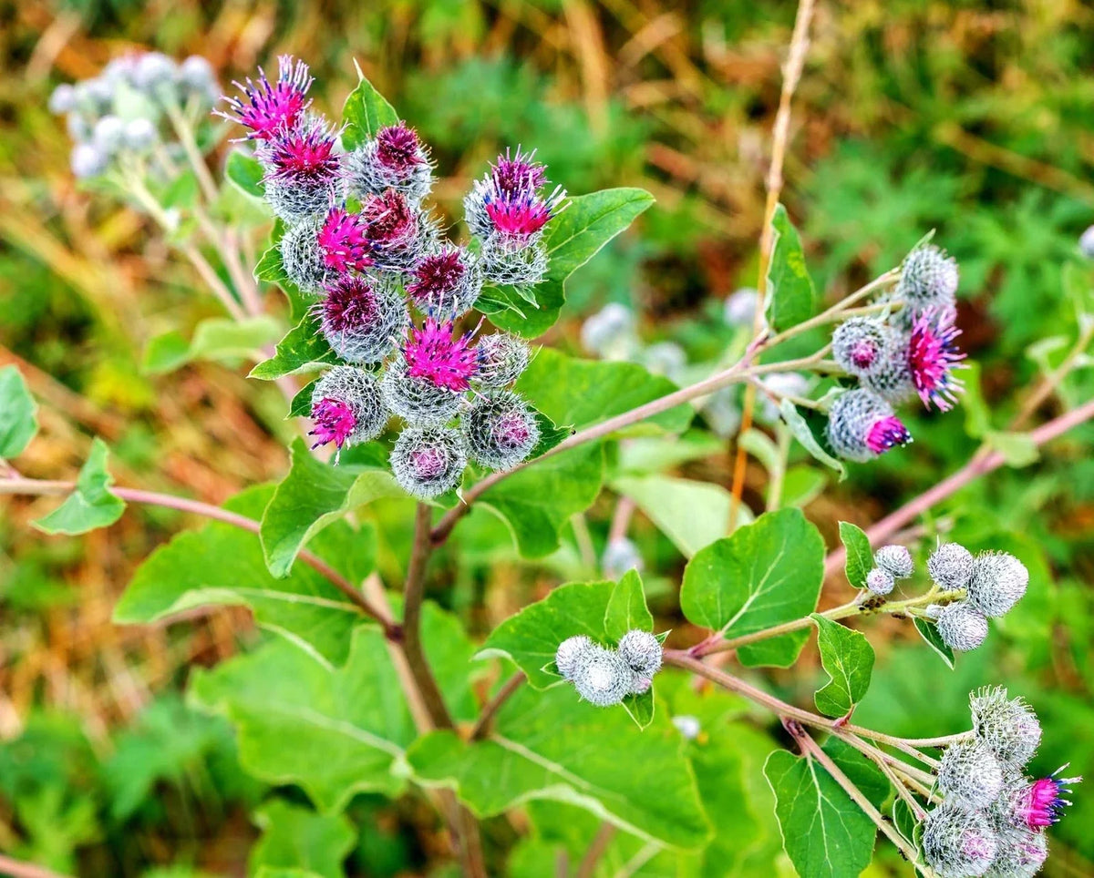 Greater Burdock Root Seeds - 50 Pack, Organic Herb Seeds, Arctium lappa, Perennial Garden Plant for Herbal Remedies and Pollinator Attracting