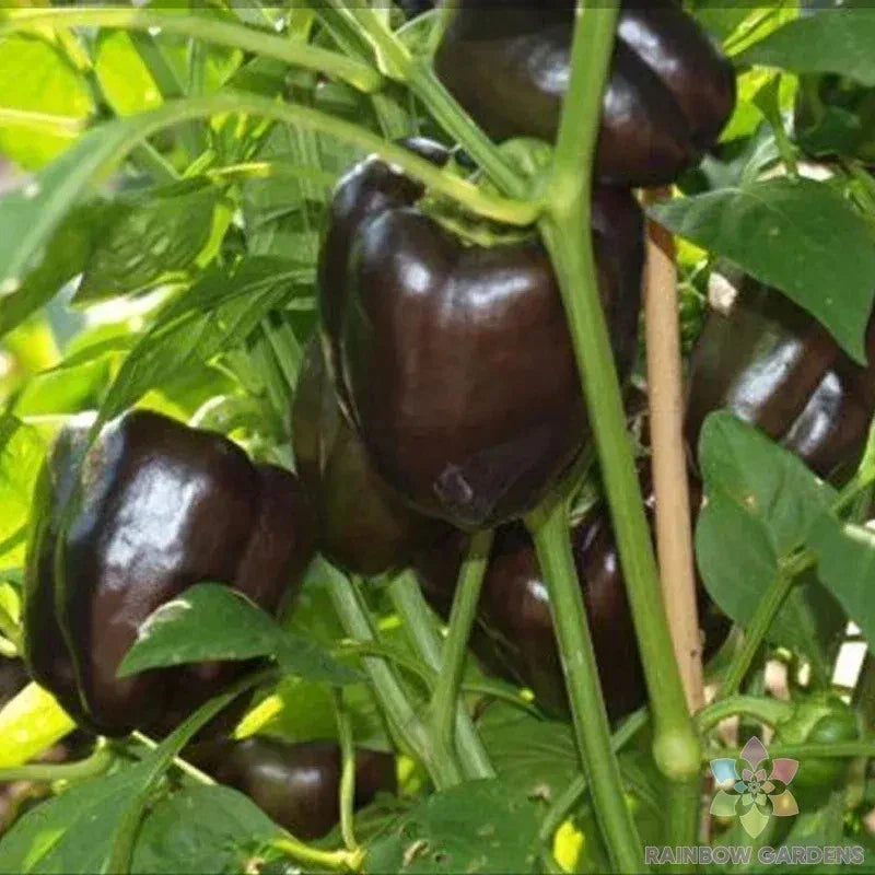 Sweet Chocolate Pepper Seeds - 25+ Pack, Non-GMO, Heirloom Capsicum annuum for Garden & Container Planting