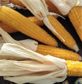 Lady Fingers Popcorn Seeds – Non-GMO Zea mays everta for Home Garden, Planting, and Bountiful Harvest