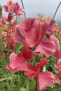 Sweet Pea Seeds 50 MM Heirloom Lathyrus odoratus Garden Climbing Vine for Fragrant Blooms