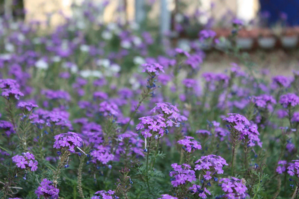 Moss Verbena Seeds - Perennial Ground Cover - Creeping Purple Flowers - Verbena bonariensis - Drought Tolerant, Full Sun