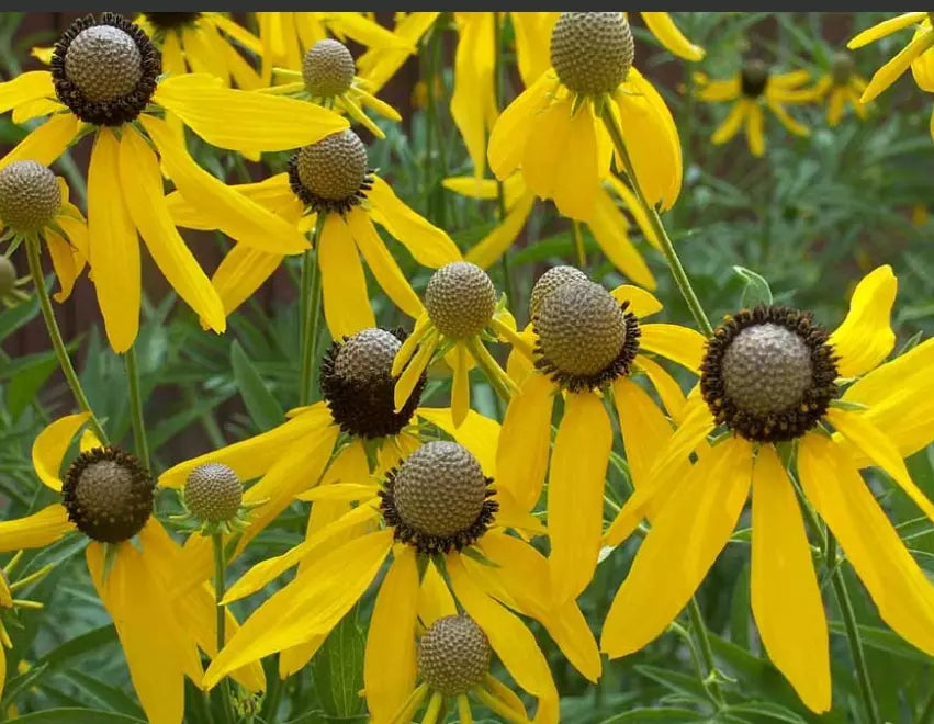 Coneflower Seeds - 500 Non-GMO Grey-Headed Echinacea atrorubens for Pollinators, Bees, Drought-Tolerant Perennial Garden Seeds