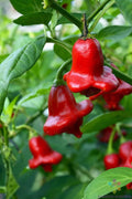 Bishop's Crown Hot Pepper Seeds - 25+ Pack, Capsicum baccatum, Fruity Mildly Spicy, Garden Planting, Non-GMO, Free Shipping