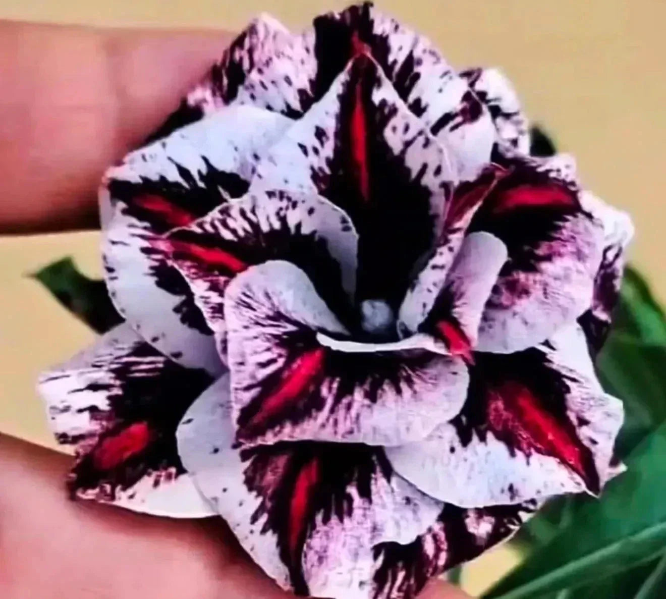 Desert Rose Adenium Obesum Seedling - Psychedelic Dream, Small Rooted Plant, 4"-6" Indoor/Outdoor