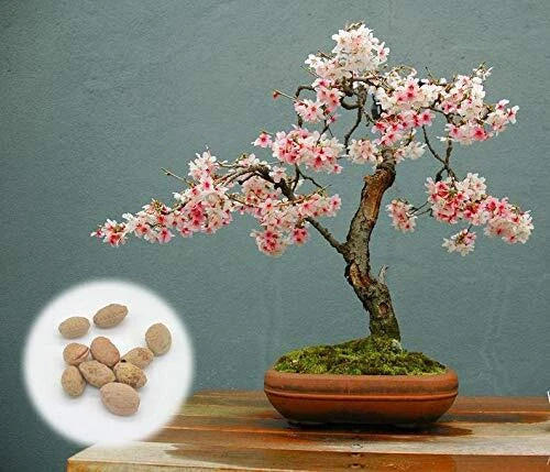 Japanese Flowering Cherry Blossom Bonsai Seeds - Prunus serrulata - Exotic Pink Flowering Seeds for Miniature Trees
