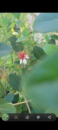Fresh Pineapple Guava Tree Cuttings - 3 Pack - Tropical Fruit Plant - Psidium guajava - Feijoa sellowiana