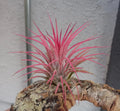 Tillandsia Ionantha Guatemala Air Plant - Small Green Succulent for Indoor Decor & Terrariums