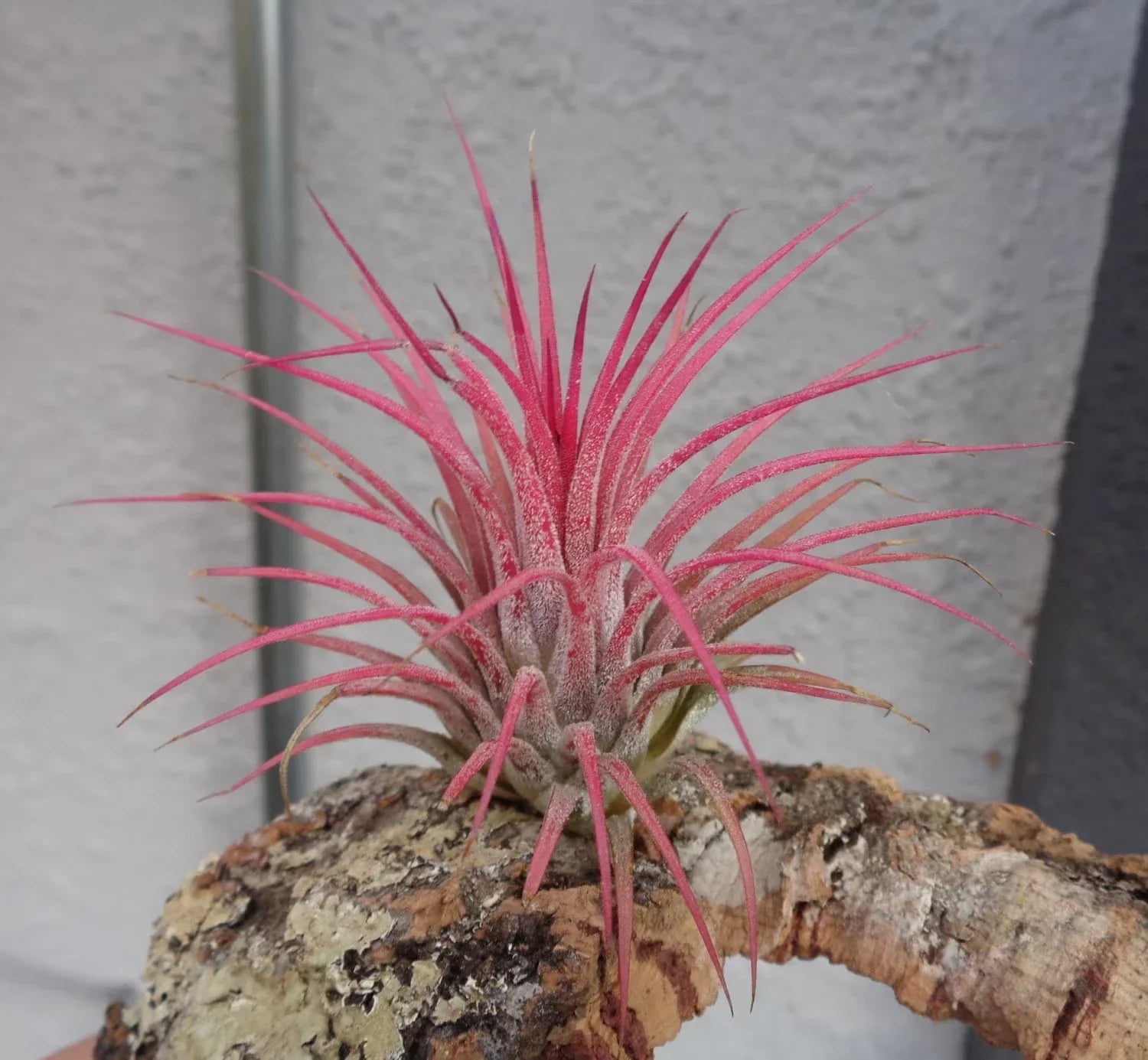 Tillandsia Ionantha Guatemala Air Plant - Small Green Succulent for Indoor Decor & Terrariums