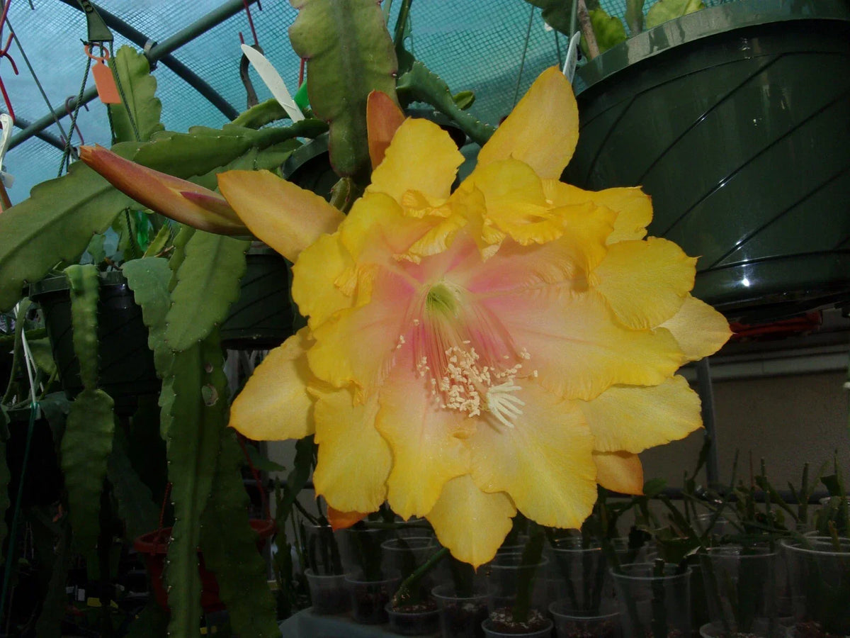 Epiphyllum Orchid Cactus Cutting - Clarity's Abraxas - Easy Care Tropical Succulent