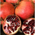 Pomegranate Live Plant Cuttings - 6-Inch Fruit Tree for Outdoor Garden, Punica Granatum, Drought-Tolerant, Pollinator-Friendly