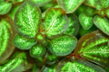 Rare Sonerila White Galaxy Terrarium Plant - Melastome, Indoor Potted Plant, Unique White and Green Foliage