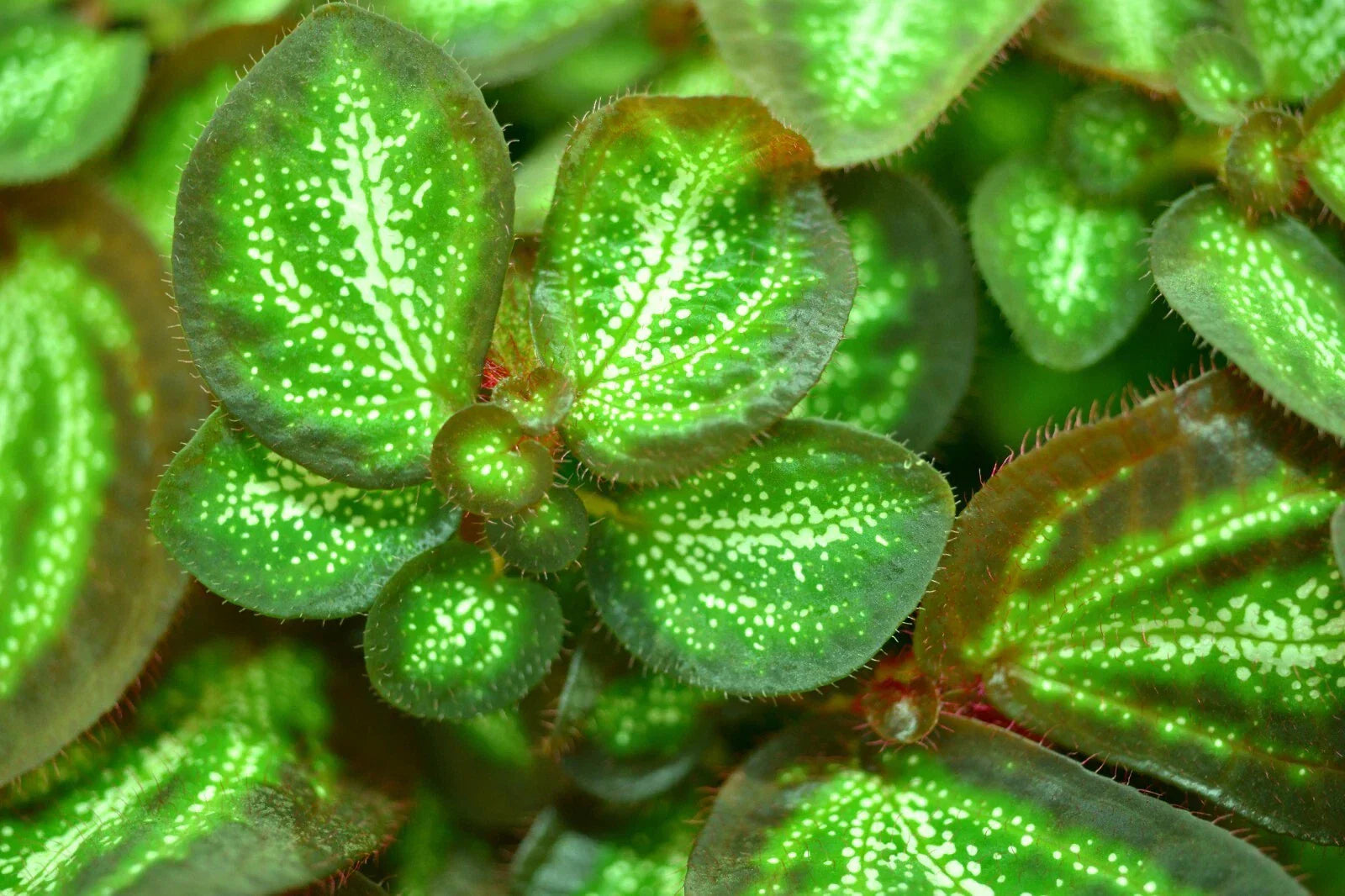 Rare Sonerila White Galaxy Terrarium Plant - Melastome, Indoor Potted Plant, Unique White and Green Foliage