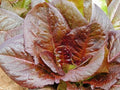 Cimmaron Romaine Lettuce Seeds - Non-GMO Lactuca sativa for Home Gardening, Salad, Container, Raised Bed