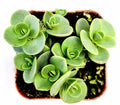SunSparkler Sedum 'Lime Zinger' Bare Root Plant - Drought-Tolerant Ground Cover, Succulent, Sedum spurium