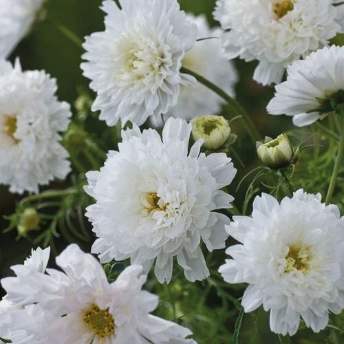 Double Click Snow Puff Cosmos Seeds - 200+ Cosmos bipinnatus Flower Seeds for Garden, Borders, Cut Flowers, USA Free Shipping