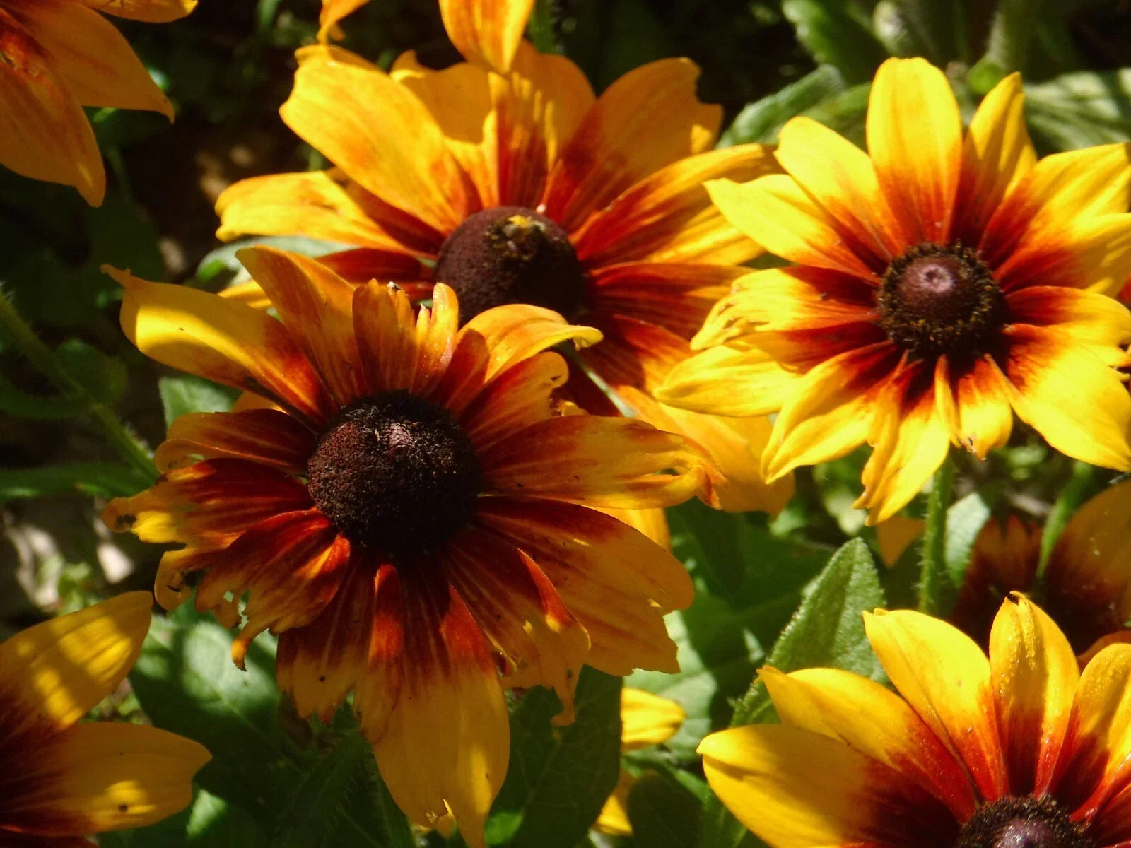 Rudbeckia Seeds - Autumn Colors - 25 Pack - Black-Eyed Susan - Rudbeckia hirta - Perennial Flower for Garden, Borders, and Cut Flowers