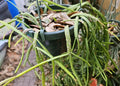 Rhipsalis Micrantha Cuttings - 3 4-Inch Succulent Stem Propagation Pieces - Unique Indoor Cactus Plant