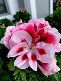 Geranium Starter Cuttings 2 Pack White Mahroon Perennial No Root 6 Inches Tall Pelargonium spp.