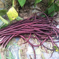 Purple-Red Yard Long Bean Seeds, 15+ Asian Chinese Noodle Bean, Vigna unguiculata, Climbing Vine, Edible Long Slim Beans