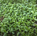 Egyptian Spinach Seeds, Saluyot, Jute, Molokhia - Over 200 High Germination Rate, Heirloom Variety, Corchorus olitorius, Annual Plant