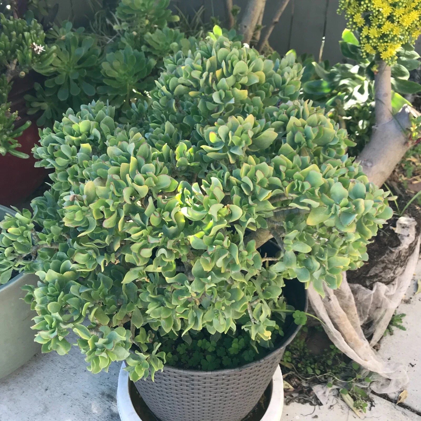 Crassula Arborescens Undulatifolia Ripple Curly Jade Succulent Cuttings – 3 Healthy Propagation Plants for Home Decor