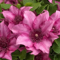 Elodie Clematis Seeds - Climbing Perennial Vine - Soft Pink Blooms - Clematis 'Elodie' - Garden Planting Kit
