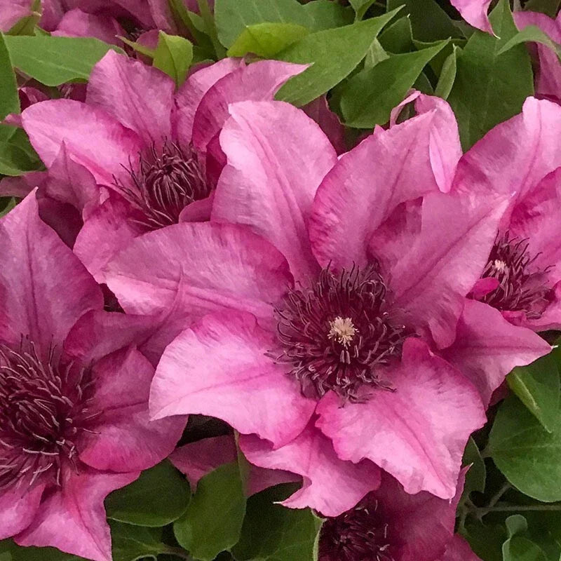 Elodie Clematis Seeds - Climbing Perennial Vine - Soft Pink Blooms - Clematis 'Elodie' - Garden Planting Kit