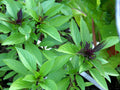 Thai Basil Seeds - Horapha Variety, NON-GMO, Anise Flavor, Compact Growth, Ocimum basilicum var. thyrsiflora, Multiple Sizes