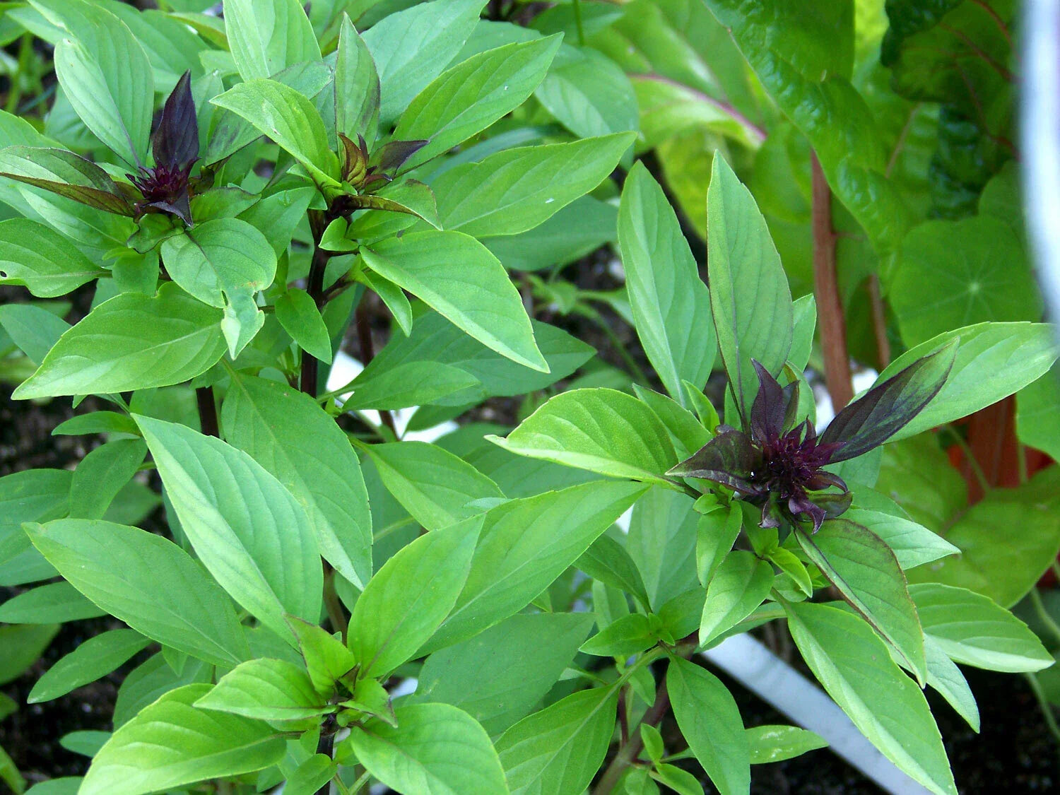 Thai Basil Seeds - Horapha Variety, NON-GMO, Anise Flavor, Compact Growth, Ocimum basilicum var. thyrsiflora, Multiple Sizes