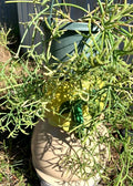 Fresh Rhipsalis Prismatica Cuttings - Rare Orchid Cactus Propagation Material for Indoor Gardens