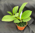 Hoya Pachyclada Plant in 2.5" Pot | Rooted Indoor Houseplant | Trailing Vining Foliage | Scientific Name Hoya pachyclada