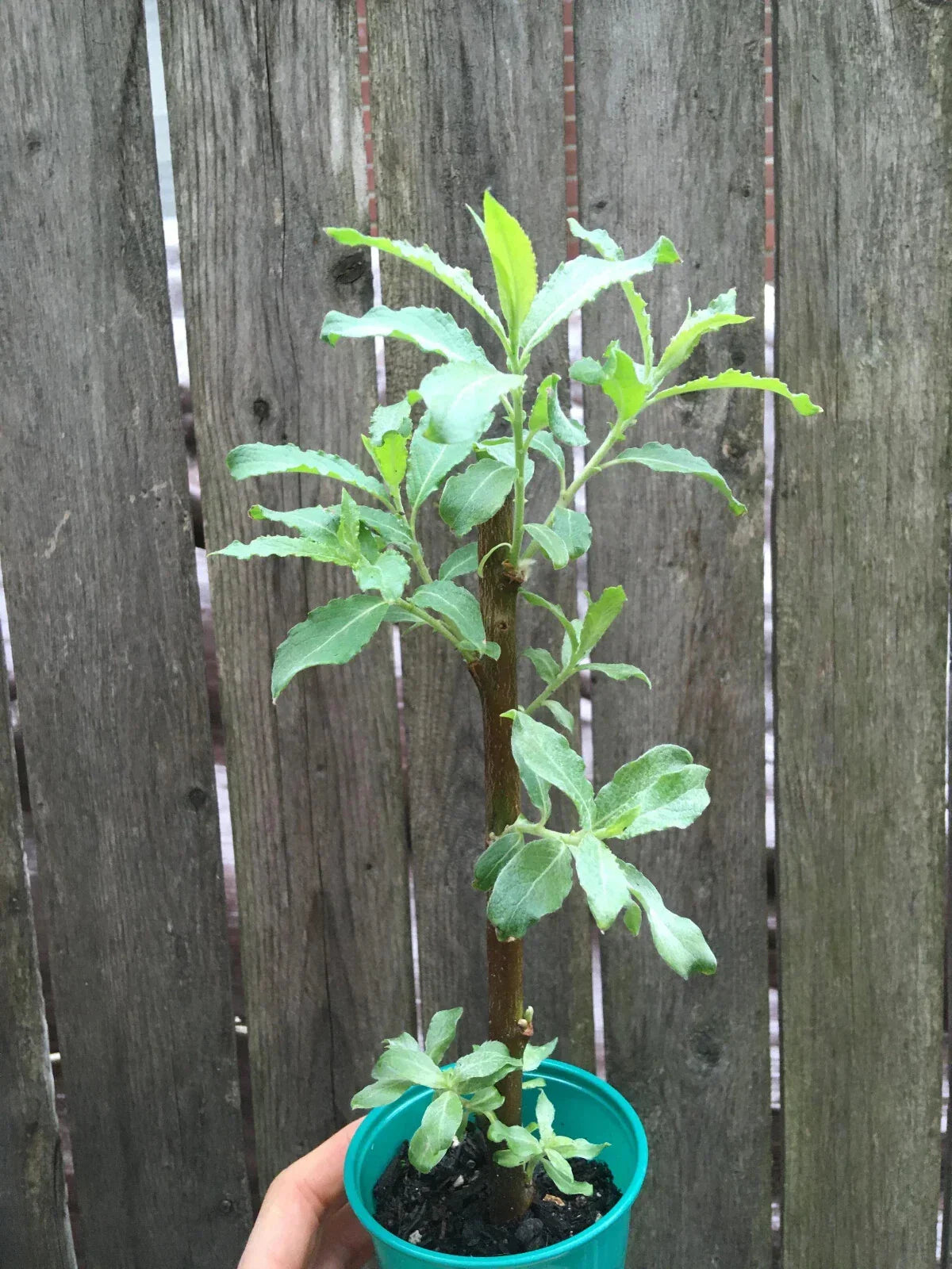Pussy Willow Live Tree - Well-Rooted Salix discolor for Garden, Easter Willow, Ornamental Shrub, Wildlife Attractant
