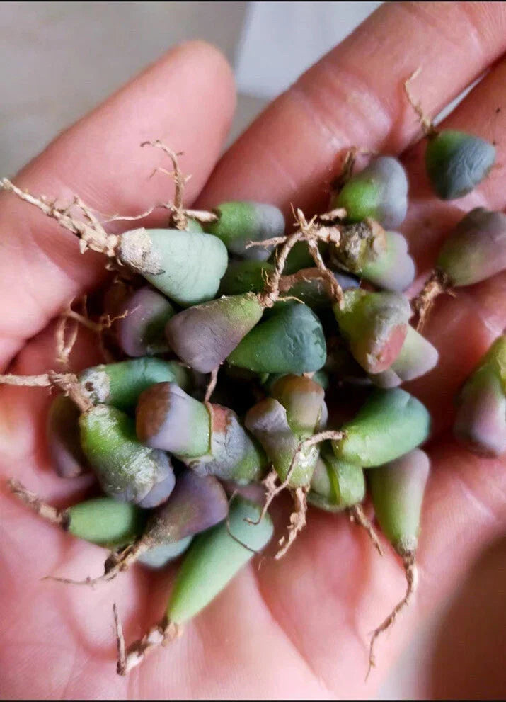 Living Stone Lithops Succulent Plants 100pc Bare Root Indoor Garden, Lithops spp.