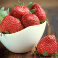 Cabot Strawberry Roots – Extra-Large Bare Root June-Bearing Fragaria × ananassa, Sweet Flavor for Garden or Containers