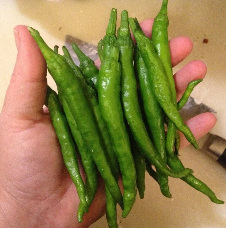 Japanese Fushimi Pepper Seeds - Capsicum annuum, 25 Premium Seeds for Spicy Culinary Use, Indoor & Outdoor Gardening