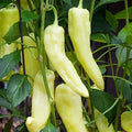 Sweet Banana Pepper Seeds – Heirloom Non-GMO Capsicum annuum for Salad, Salsa & Grilling | Pack of 25 Seeds
