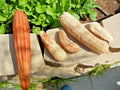 Luffa Sponge Gourd Seeds - Heirloom Loofah Seeds for Garden & Container - Luffa aegyptiaca