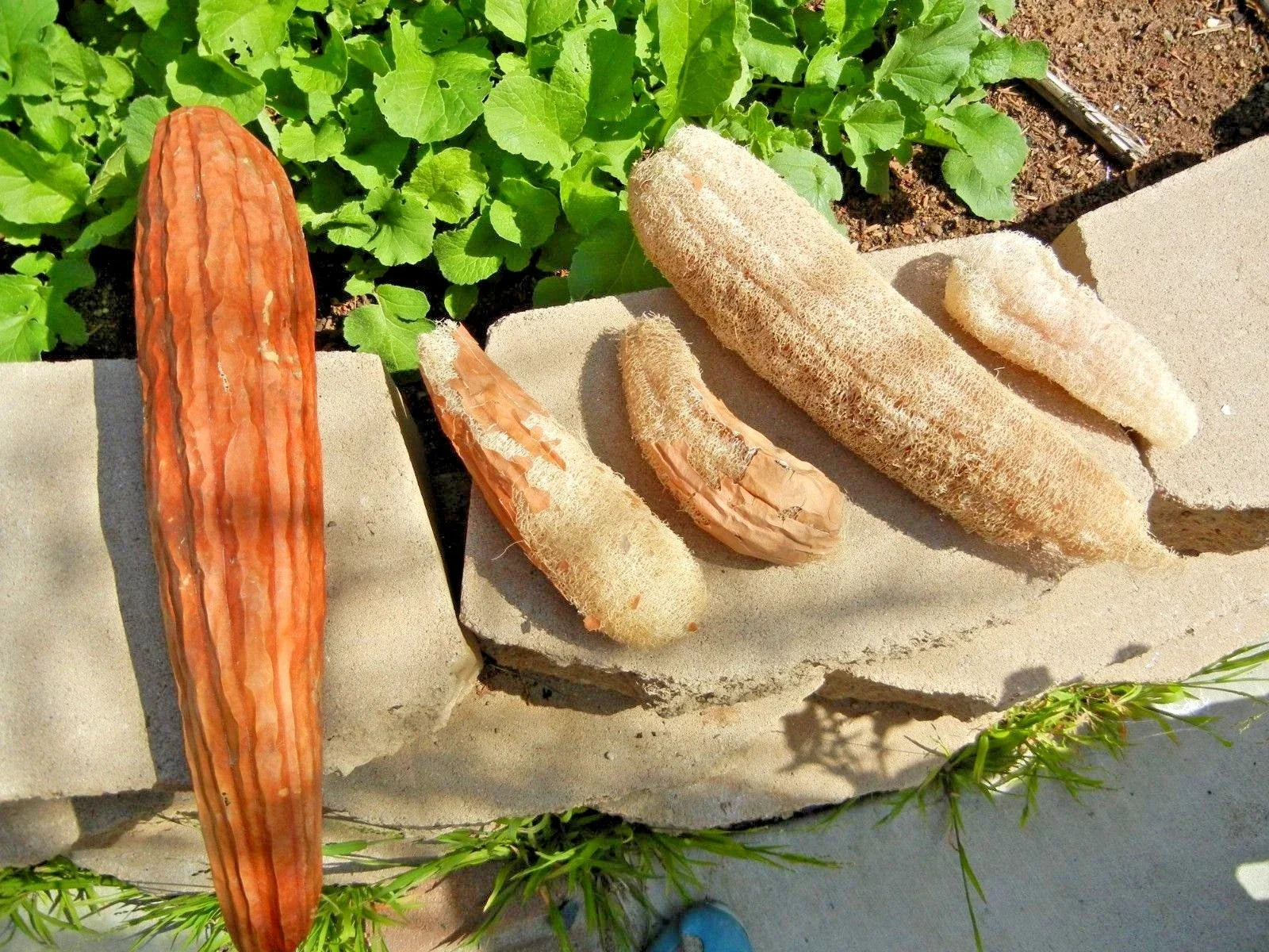 Luffa Sponge Gourd Seeds - Heirloom Loofah Seeds for Garden & Container - Luffa aegyptiaca