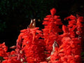 Scarlet Sage Seeds - 500+ Pack, Salvia Coccinea, Wildflower, Medicinal Herb, Drought-Tolerant Perennial for Garden and Pollinators