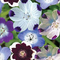Nemophila Seeds - Mixed Colors 500 Count, Baby Blue Eyes, Non-GMO Wildflower, Easy to Grow, Vibrant Spring Bloomers
