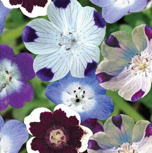 Nemophila Seeds - Mixed Colors 500 Count, Baby Blue Eyes, Non-GMO Wildflower, Easy to Grow, Vibrant Spring Bloomers