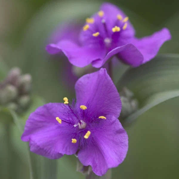 Tradescantia Concord Grape Plant - Hardy Perennial with Purple Flowers - Spiderwort (Tradescantia × andersoniana)